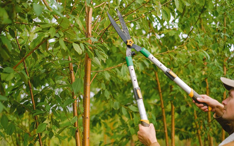 Tree trimming in Peosta, IA